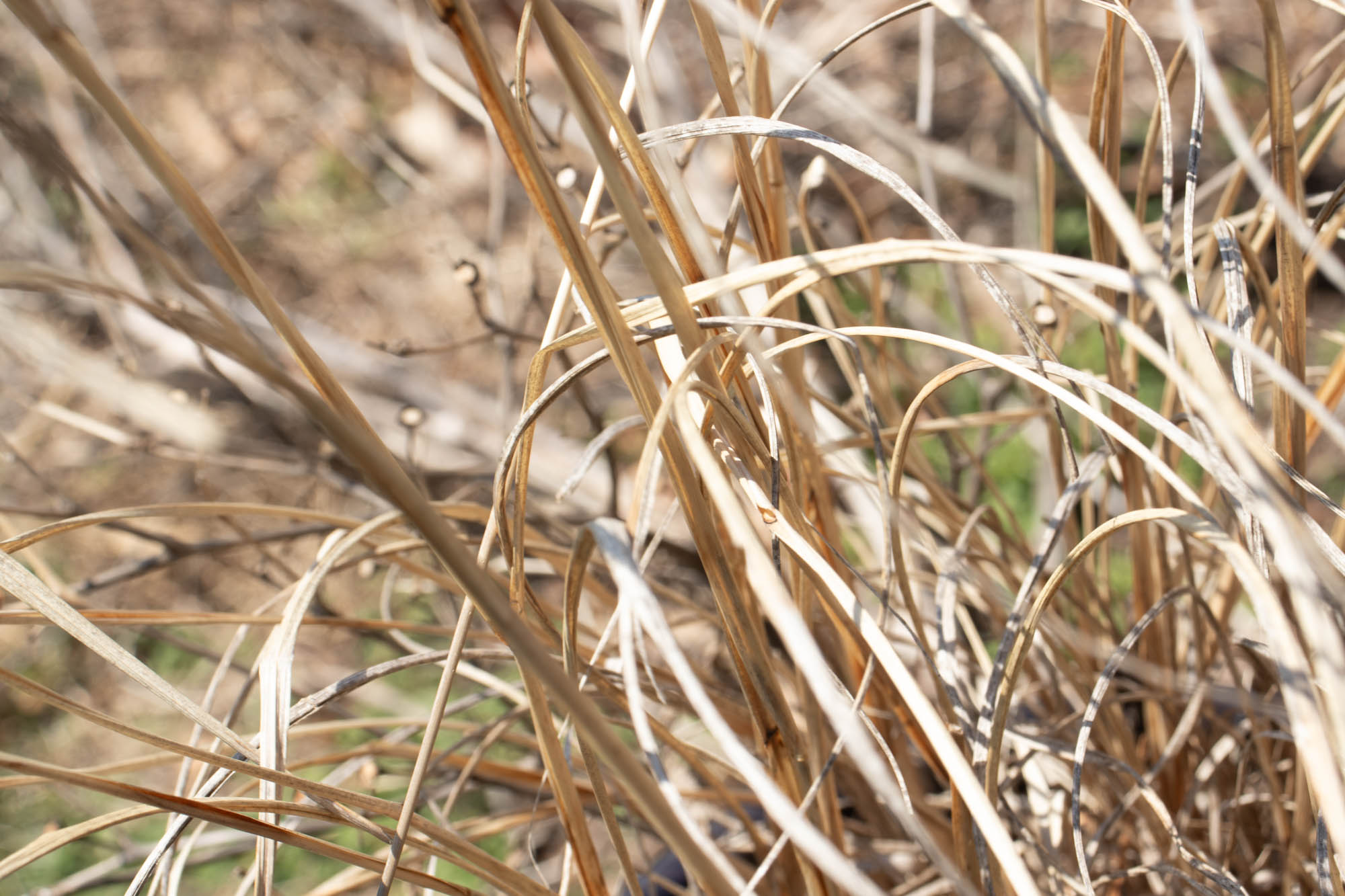 Bloomington Photography 23