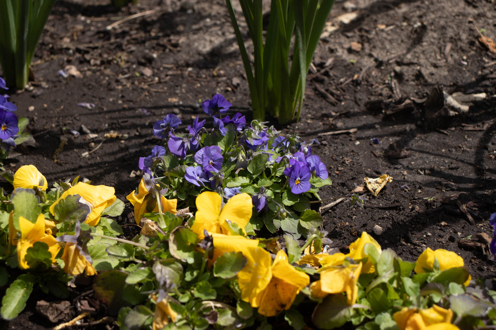 Bloomington Photography 58