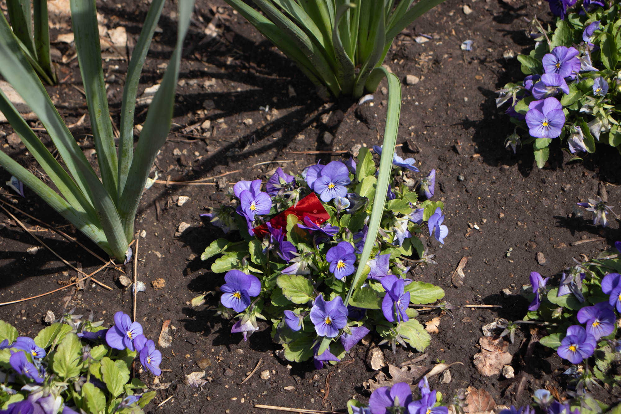 Bloomington Photography 57